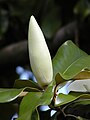 Southern magnolia -- Magnolia grandiflora bud.jpg