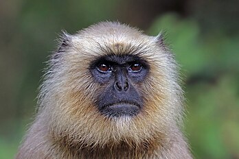 Fêmea de langur-cinzento-das-planícies-do-sul (Semnopithecus dussumieri) no parque nacional de Kanha, Madhya Pradesh, Índia (definição 3 582 × 2 388)