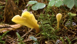 <i>Spathularia flavida</i> Species of fungus