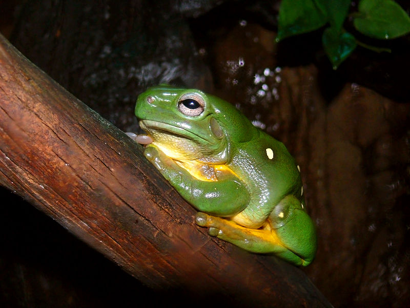 File:Splendid tree frog444.jpg