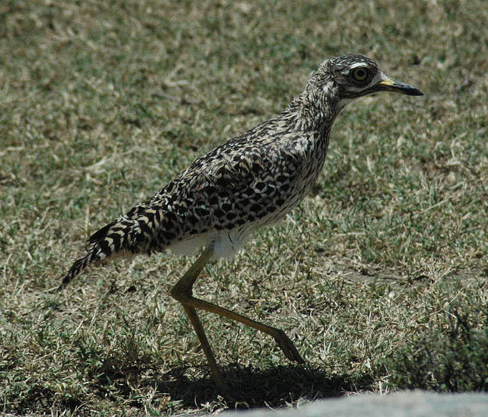 File:Spotted thick-knee (Burhinus capensis).jpg