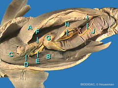 File:Squa152p.png