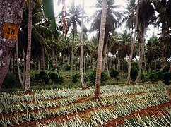 Plantation de rejets au Sri Lanka.
