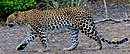 Srilankan leopard (srilankan kotiya) 02 (cropped).jpg