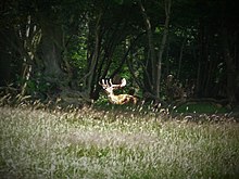 The Knepp Wildland rewilding initiative Stag at Knepp Wildland.jpg