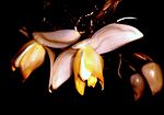 Thumbnail for Stanhopea tricornis