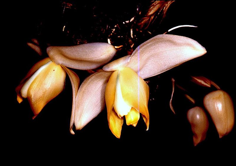 File:Stanhopea tricornis Orchi 01.jpg
