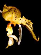 Stanhopea wardii