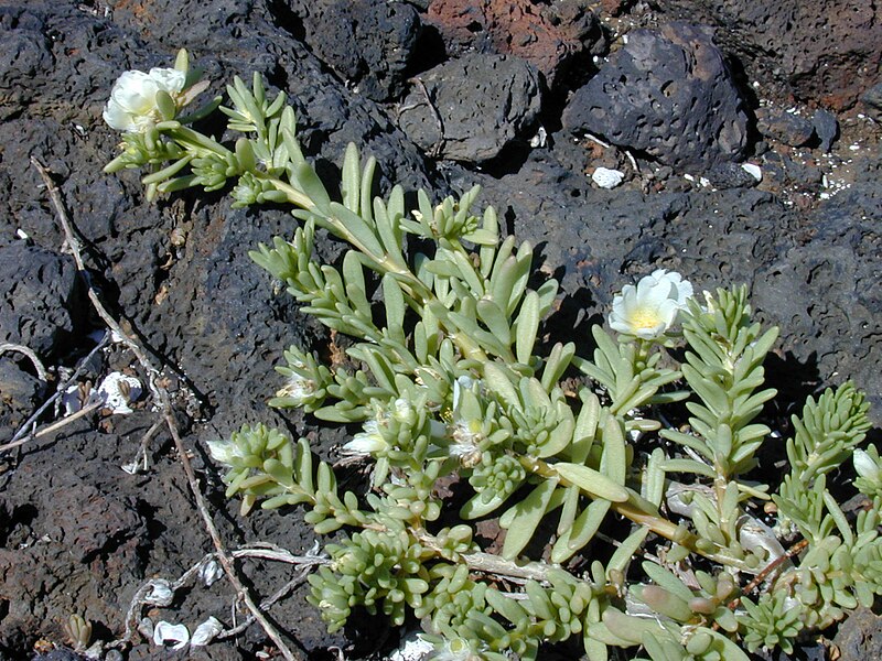 File:Starr 001219-0085 Portulaca villosa.jpg