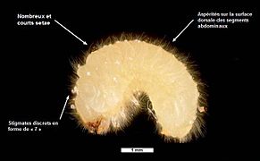 Kenmerkend voor de Stegobium-larve zijn de fijne, korte en rechtopstaande borstelharen.