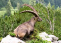 Der Steinbock ist eine wilde Ziege aus unseren Alpen.