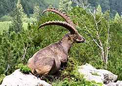 Mužjak alpskog kozoroga, Capra ibex