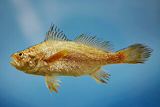 <i>Stellifer</i> Genus of fishes