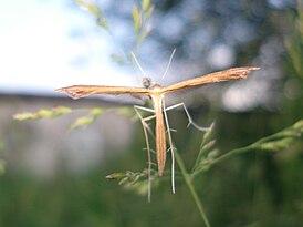 Stenoptilia pterodactyla