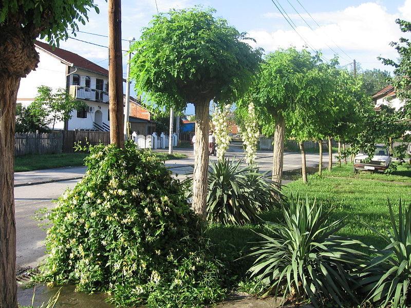 File:Street of Kosta Abrasevic - panoramio.jpg