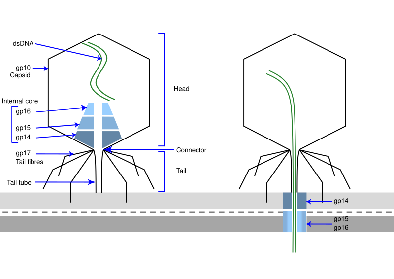 File:Structure of T7 phage.svg