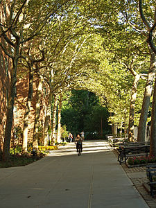 A tree-lined path through Stuyvesant Town in August 2008