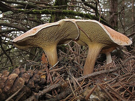 Suillus bovinus Alberto Vázquez.jpg