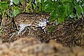 Sundaleopardkatt