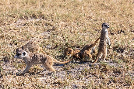 Meerkats prefer areas with short grasses.