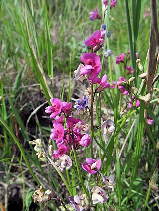 <i>Swainsona murrayana</i> Species of plant