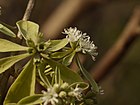 Symphorema involucratum (6781819197).jpg