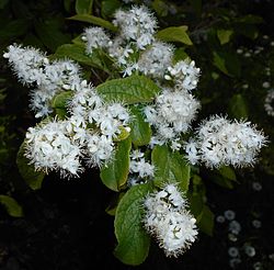 Symplocos paniculata 2015-05-29 OB 005.jpg