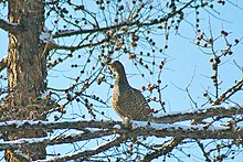 A female eastern capercaillie. Tetras a bec noir.jpg