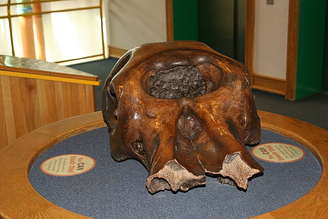 A mastodon skull exhibit. The museum encourages children to touch many of their exhibits, such as this one.