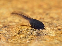 Les grenouilles et les salamandres commencent leur vie sous forme d'une larve appelé têtard. Doté de branchies, il peut vivre et respirer dans l'eau.