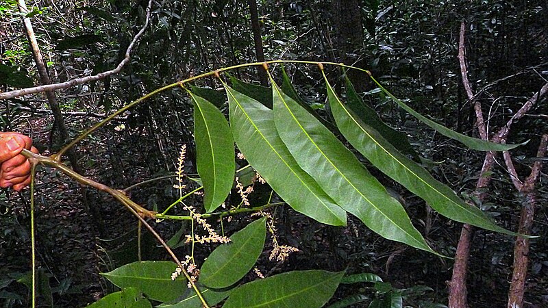 File:Talisia sp., Sapindaceae, Atlantic forest, northern littoral of Bahia, Brazil (15278622483).jpg