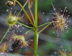 Beskrivelse af Tall Sundew crop.jpg-billedet.