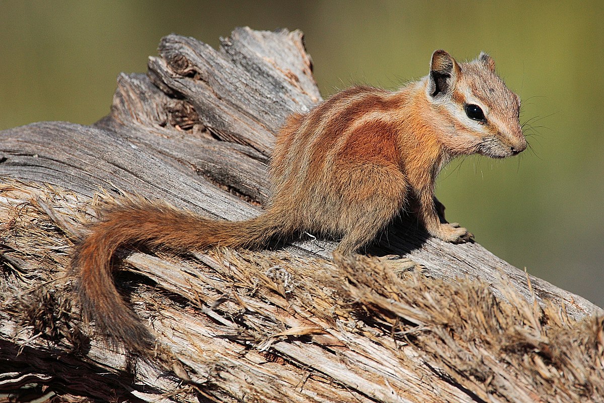 buff chipmunk