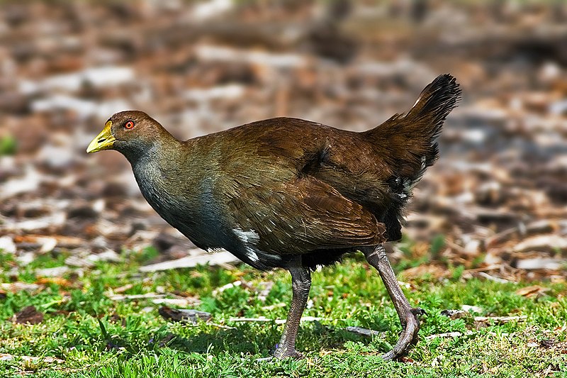 File:Tasmanian Native-hen.jpg