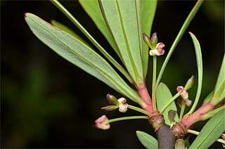 <i>Tasmannia glaucifolia</i> Species of shrub