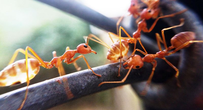 File:Tedious Red Ants.jpg