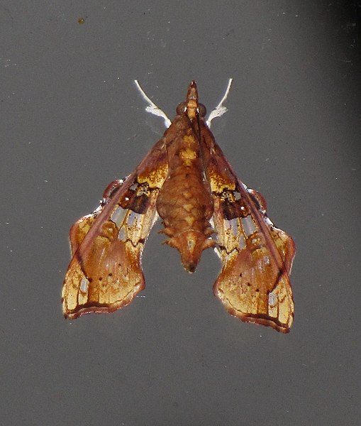 File:Terastia egialealis (Walker, 1859).jpg