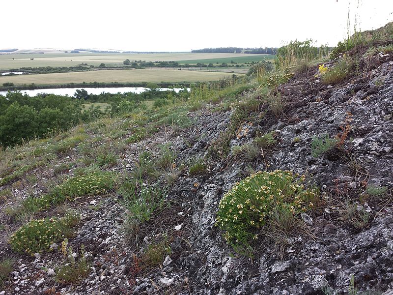 File:Teucrium montanum sl1.jpg