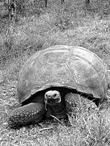 De galapagos-reuzenschildpad Chelonoidis porteri, is de grootste levende schildpad. Deze soort leeft op Santa Cruz.
