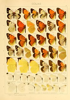 <i>Leptidea duponcheli</i> Species of butterfly