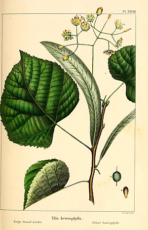 Tilia Caroliniana