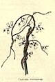 The botanic garden (Plate 3) - Cuscuta verrucosa.jpg