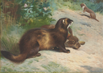 Thorburn polecat rabbit & weasel.png