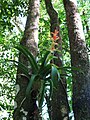 Tillandsia imperalis