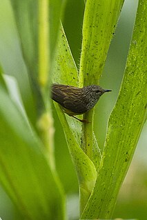 Tit hylia Species of bird