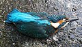 → Unbekannter toter Vogel in Olot in Flussnähe (Fluvià, Mühle), Katalonien gefunden 13.09.201819:25←