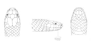 <i>Toxicocalamus loriae</i> Species of snake