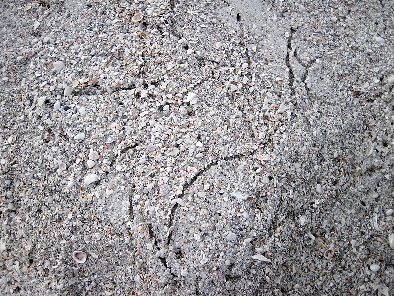 File:Trails made by variable coquina clams (Donax variabilis) (Cayo Costa Island, Florida, USA) 11 (25981995931).jpg