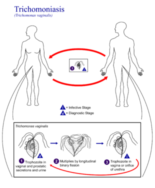 Trichonomas transmission non sexuelle