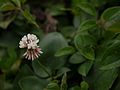 Trifolium repens (6367514361).jpg